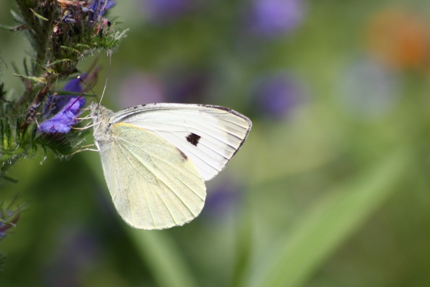 PIERIS RAPAE?